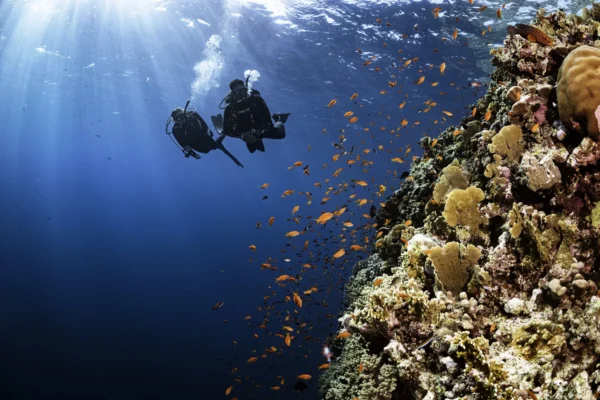 Vive el Mar Rojo con Profesionales