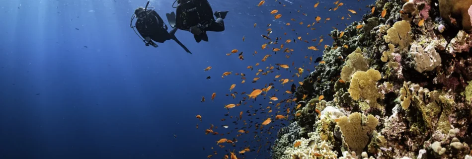 Vive el Mar Rojo con Profesionales