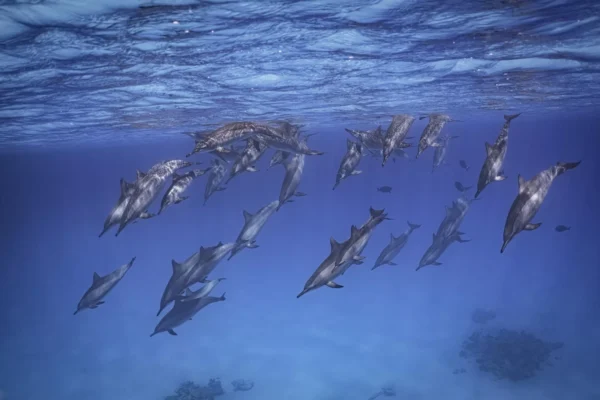 Sitios de buceo populares en Hurghada