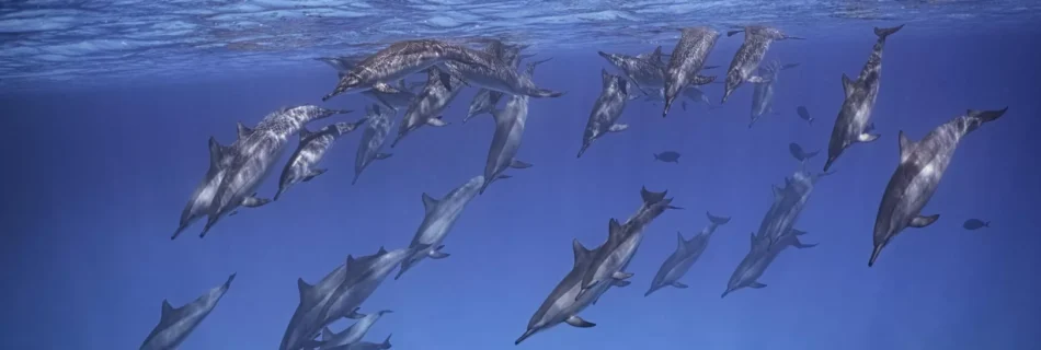 Sitios de buceo populares en Hurghada