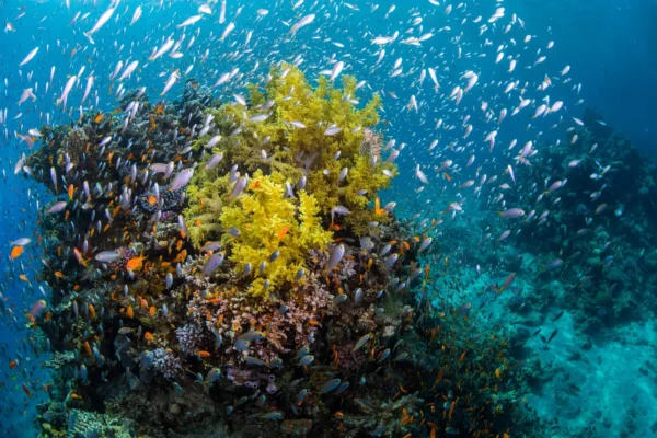 Buceo en Hurghada – Vive el Mar Rojo con Profesionales