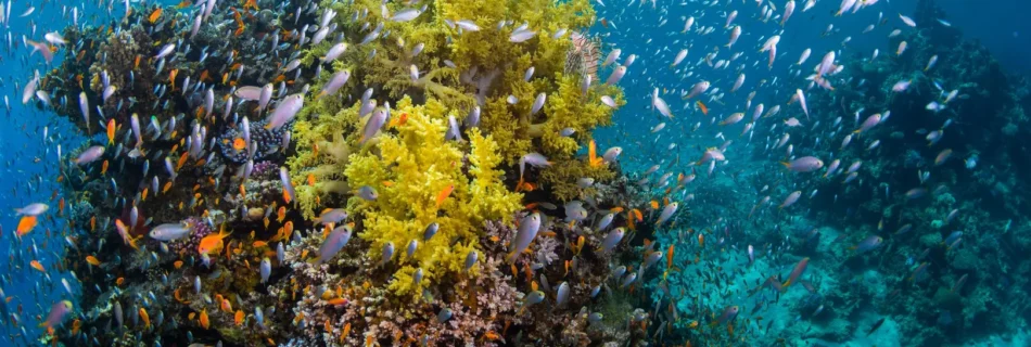 Buceo en Hurghada – Vive el Mar Rojo con Profesionales