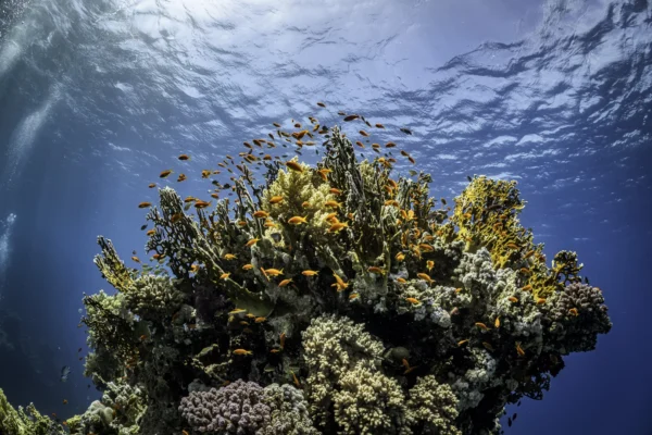 Preguntas frecuentes sobre buceo en Hurghada