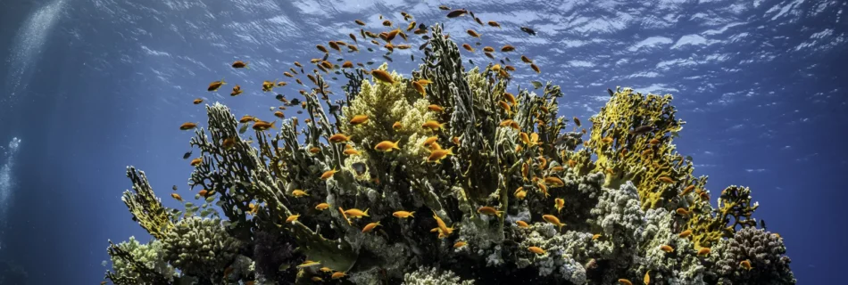 Preguntas frecuentes sobre buceo en Hurghada