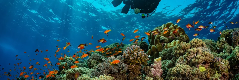 Mejor época para bucear en Hurghada