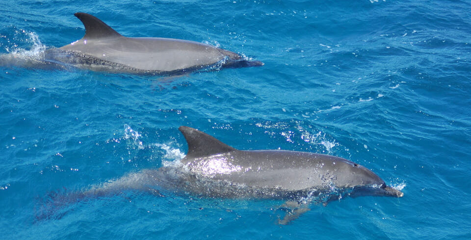 Dolphins in Red Sea