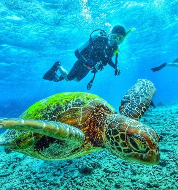 Curso PADI Open Water Diver en Hurghada