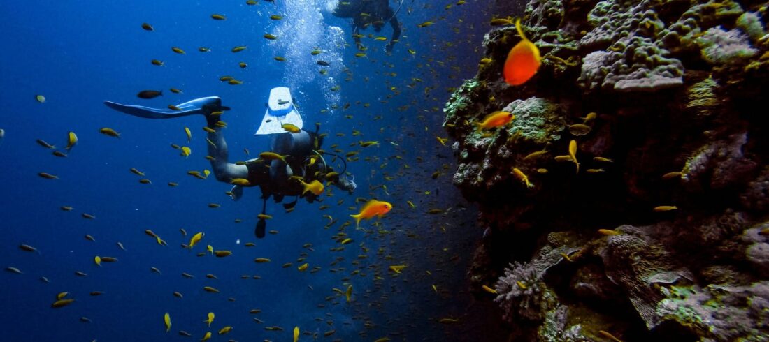Dive Nemo Hurghada Prices