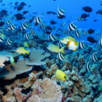 Open Water Course