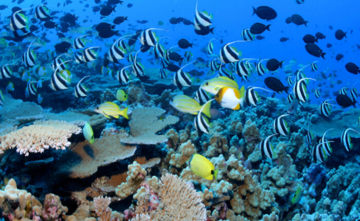 Open Water Course