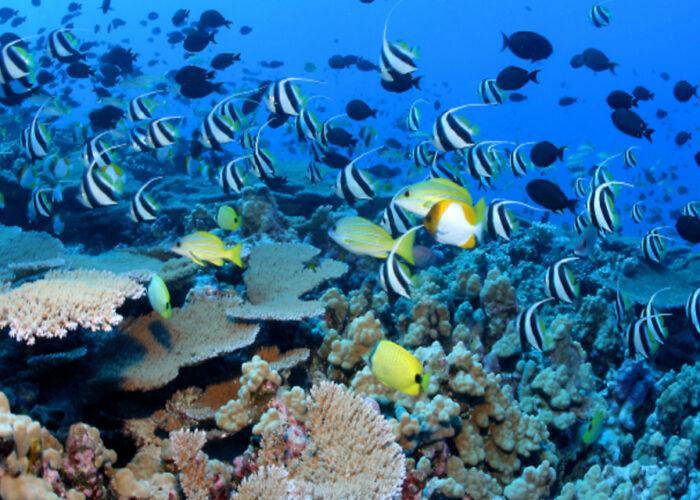 Open Water Course