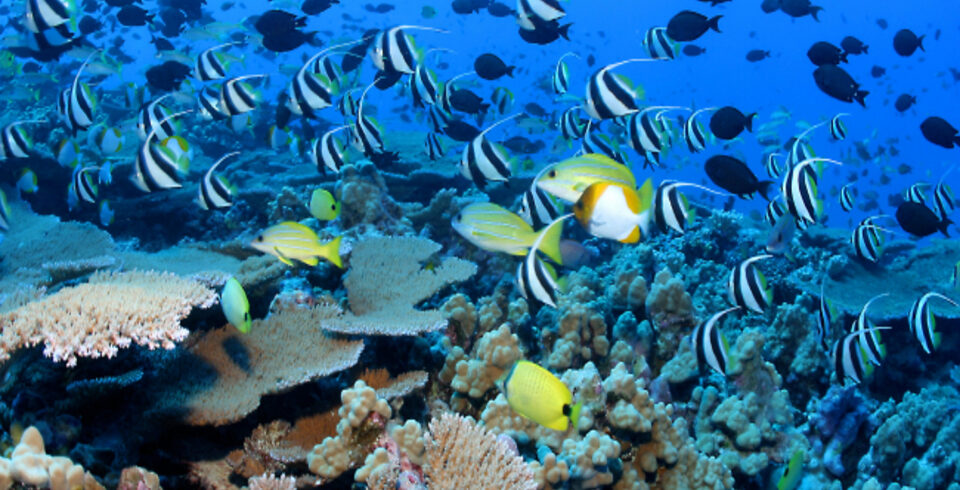Open Water Course