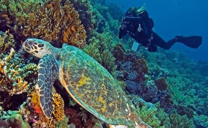 Perfect Dive Trip