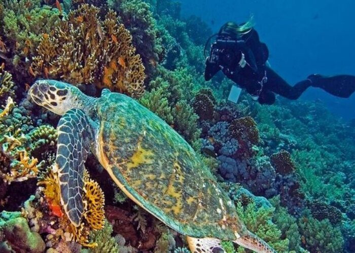 Perfect Dive Trip