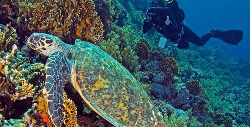 Perfect Dive Trip