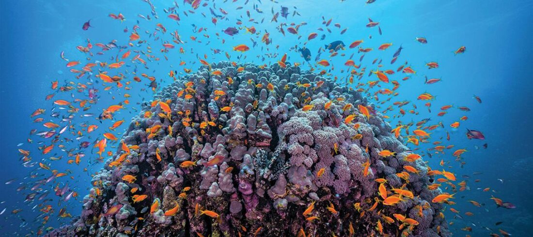Dive Sites in Hurghada Redsea