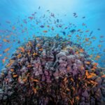 Sitios de Buceo en Hurghada