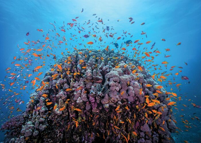 Dive Sites in Hurghada Redsea