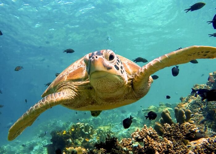 Open Water Guide – How the PADI Course Works